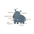 Hippo vocabulary part of body.vector