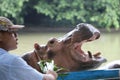 A hippo is waiting for food