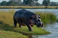 Hippo walking through the grass in the warm morning light Royalty Free Stock Photo