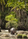 Hippo walking in river, Serengeti, Tanzania Royalty Free Stock Photo