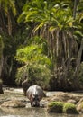 Hippo walking in river, Serengeti, Tanzania Royalty Free Stock Photo