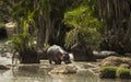 Hippo walking in river, Serengeti, Tanzania