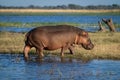 Hippo walking from river to grassy island Royalty Free Stock Photo