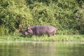 Hippo walking at the lakeside of Lake Edward, Queen Elizabeth Park, Uganda