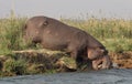 Hippo walking into the water for taking a bath at lower Zambesi Royalty Free Stock Photo