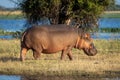 Hippo walks on grassy island in sunshine Royalty Free Stock Photo