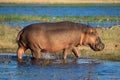 Hippo walks from river to grassy island Royalty Free Stock Photo