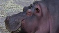 Napping Hippo at LA Zoo