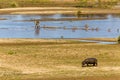 Hippo, water buck and geese at river