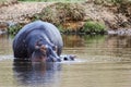 Hippo in the water Royalty Free Stock Photo