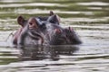 Hippo in water South Africa