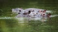 Hippo in water South Africa