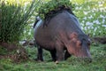 Hippo wearing a crown of flowers on the shores of Lake Naivasha