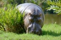 Hippo (Hippopotamus amphibius) Royalty Free Stock Photo