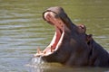 Hippo Yawn Royalty Free Stock Photo