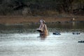 Hippo yawn Royalty Free Stock Photo