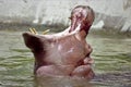 Hippo yawn