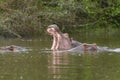 Hippo Yawn in an African Lake