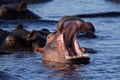 Hippo yawn, Chobe River, Caprivi Strip, Botswana Royalty Free Stock Photo