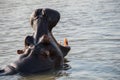 Hippo yawn in south africa st lucia