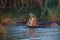 Hippo yawn in south africa st lucia Royalty Free Stock Photo