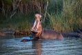 Hippo yawn in south africa st lucia Royalty Free Stock Photo