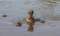 Hippo yawn in the water, Kruger Park Royalty Free Stock Photo