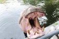 Hippo Yawn Royalty Free Stock Photo