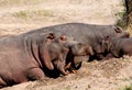 Hippo yawning