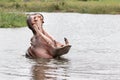 Hippo yawning Royalty Free Stock Photo
