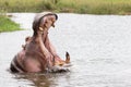 Hippo yawning Royalty Free Stock Photo