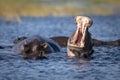 Hippo yawning in Chobe River in Botswana