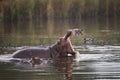 Hippo yawning in defensive display in golden light