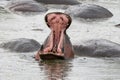 Hippo yawns with mouth wide open in Tanzania Royalty Free Stock Photo