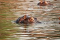 Hippo in the Zambezi river