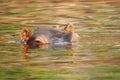 Hippo in the Zambezi river Royalty Free Stock Photo