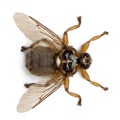 Hippobosca equina or the Forest fly