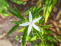 Hippobroma longiflora - A flower that looks like a white star