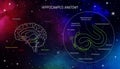 Hippocampus anatomy and structure. Neuroscience infographic on space background. Human brain lobes and sections illustration. Royalty Free Stock Photo