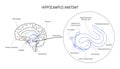 Hippocampus anatomy and structure. Neuroscience infographic on white background. Human brain lobes and sections