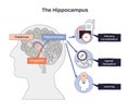 Hippocampus brief diagram shows how the hippocampus links memory, spatial ... Royalty Free Stock Photo
