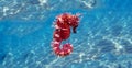 Mediterranean Seahorse - Hippocampus guttulatus