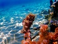 Mediterranean Seahorse - Hippocampus guttulatus