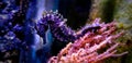 Profile of Mediterranean Seahorse in Saltwater aquarium tank - Hippocampus guttulatus