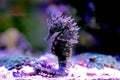 Profile of Mediterranean Seahorse in Saltwater aquarium tank - Hippocampus guttulatus