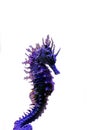 Profile of Mediterranean Seahorse in Saltwater aquarium tank - Hippocampus guttulatus