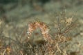 Hippocampus histrix. The spiny seahorse