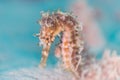 Hippocampus histrix. The spiny seahorse in Pulau Weh