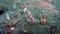 Hippocampus histrix or Thorny Sea Horse Royalty Free Stock Photo