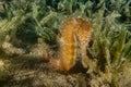 Hippocampus Sea horse in the Red Sea Royalty Free Stock Photo